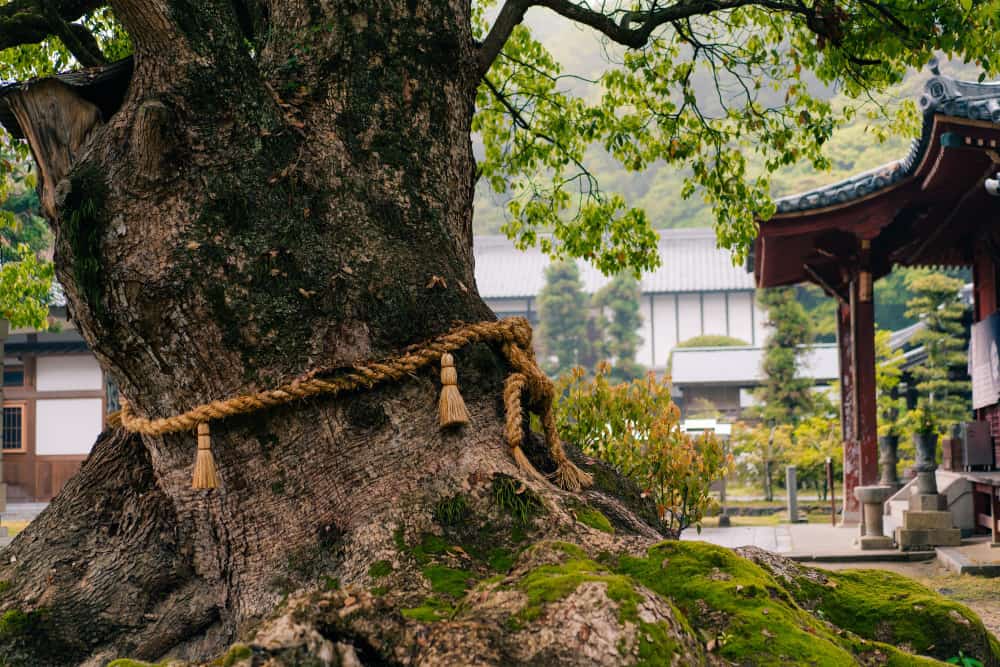 سفر به شیکوکو 5